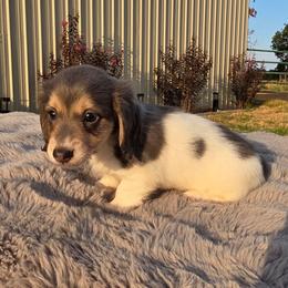 Blue Piebald Boy - Gray (blue) male Dachshund puppy in Choctaw, Oklahoma from TS Performance Horses & Dachshunds