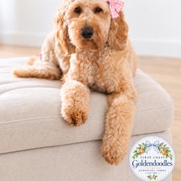 Posie - Goldendoodle