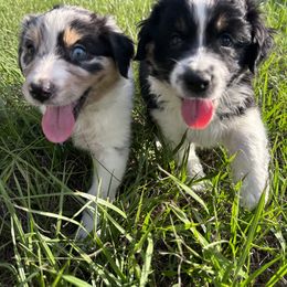 Australian Shepherd Puppies from Ace of Spades Australian Shepherds