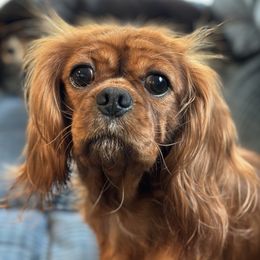 Faeryn - Cavalier King Charles Spaniel