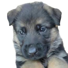 Girl 3 - Black and red female German Shepherd puppy in Rockfield, Kentucky from Cheveyo German Shepherds