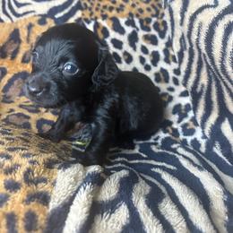 Alex - Black female Dachshund puppy in Richwood, West Virginia from Wild and Wonderful Wieners