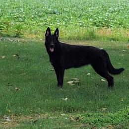 German Shepherds from Vicki Rohr