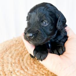 Blue collar - Black and white male Cockapoo puppy in Bradenton, Florida from Doodle Acres