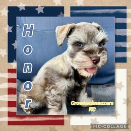 Honor - Liver male Miniature Schnauzer puppy in Independence, Missouri from Crown Schnauzers KC