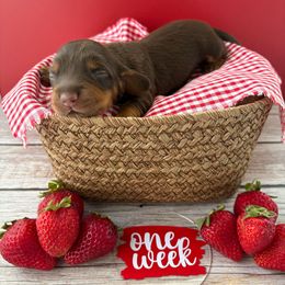 Kenya - AKC - Chocolate and tan female Dachshund puppy in Miami, Florida from Oscar's Dachshunds