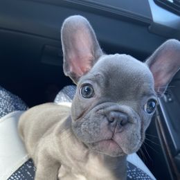 French Bulldog Puppies from Pawzitive Frenchies
