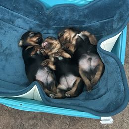 Yorkshire Terrier Puppies from Joy Riley's Yorkies