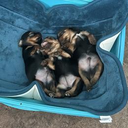 Yorkshire Terrier Puppies from Joy Riley's Yorkies