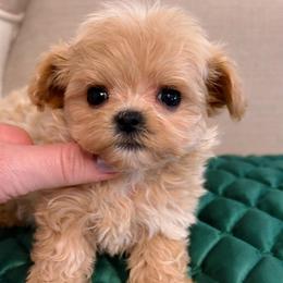 Rocky - Apricot male Maltipoo puppy in San Diego, Temecula, Ontario, California from Yorkie & Maltese Royalty