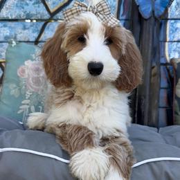 Millie Mae(Guardian Home Opportunity) - Parti female Goldendoodle puppy in Valdosta, Georgia from Designer Doodles of South GA