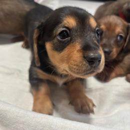 Girl 1 - Black and tan female Dachshund puppy in Miami, Florida from Marble Dachshunds