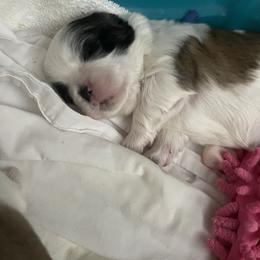 Shih Tzu Puppies from Ren