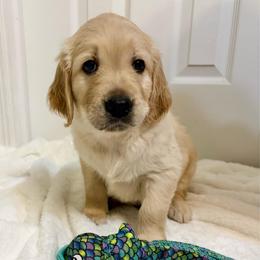 Finn - Golden male Golden Retriever puppy in Seville, Ohio from Retriever Ranch