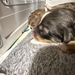 Frappe-Guardian opportunity - Blue merle female Bernedoodle puppy in Pittsburg, Illinois from Doodles on Rock Creek