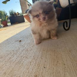 Milky Way - Chocolate merle male Pomeranian puppy in Texas from D&C Pomeranians