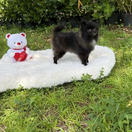 Sasha Doll - Black female Pomeranian puppy in Naples, Florida from 🤎 Gigi’s Dreaming Puppies 🐶