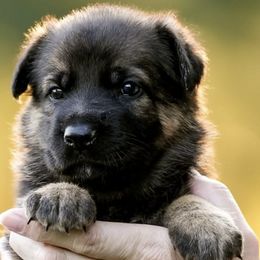 German Shepherds from Creede K9