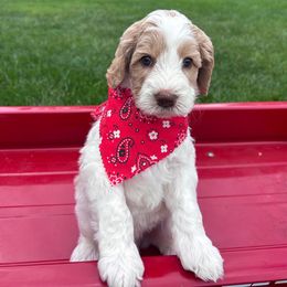 Billy - Light Blue - Cream male Australian Labradoodle puppy in Citrus Heights, California from Elite Blend Labradoodles