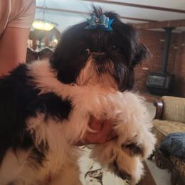 Boy 2 - Black and white Shih Tzu puppy in Ontario, Oregon from Keeper of the Stars