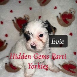 Evie - Parti female Yorkshire Terrier puppy in Clarksburg, Indiana from Hidden Gems Parti Yorkies