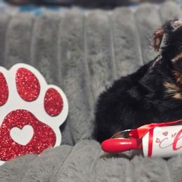 Teacup Girl 1 - Black and tan female Yorkshire Terrier puppy in Thornville, Ohio from My precious yorkies
