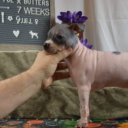 Girl 2 - White and black American Hairless Terrier puppy in Alvin, Texas from Nekkid Ambition AHT's