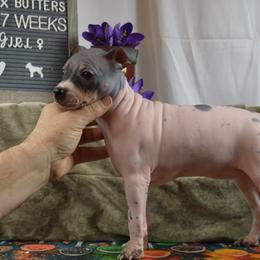 Girl 2 - White and black American Hairless Terrier puppy in Alvin, Texas from Nekkid Ambition AHT's
