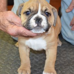 Portia - Fawn and white female Bulldog puppy in Clarinda, Iowa from Stimson Bulldogs