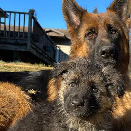 German Shepherds from Von Den Grunen Bergen Shepherds