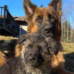 German Shepherds from Von Den Grunen Bergen Shepherds