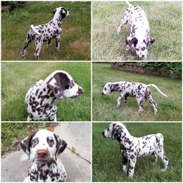 Dalmatian Puppies from Diamond D Dalmatians