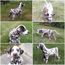 Dalmatian Puppies from Diamond D Dalmatians