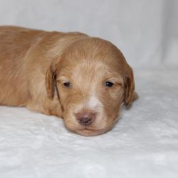 Goldie - Red female Dachshund puppy in Powderly, Texas from Kuttin’ Up Mini Aussies