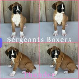 Thunder - Fawn female Boxer puppy in Madisonville, Texas from Sergeant's Boxers