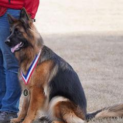 Brit - German Shepherd