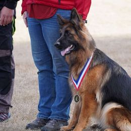 Brit - German Shepherd