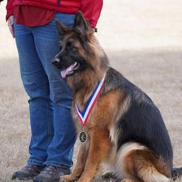 Brit - German Shepherd