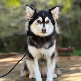 Lola - Pomsky