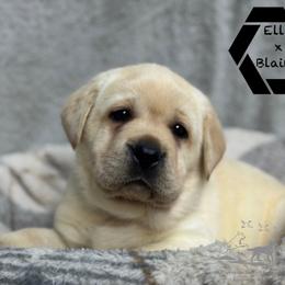 Black collar male - Yellow male Labrador Retriever puppy in Beaverdam, Virginia from Riverside Sunset Labrador Retrievers
