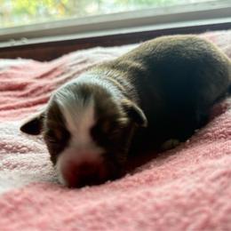 Girl three - Red & white female Miniature Australian Shepherd puppy in Oroville, Washington from High Mountain Aussies