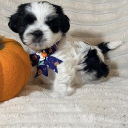 Shih Tzu Puppies from Our ShihTzu Family