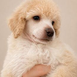 Biscotti - Cream male Poodle puppy in Grovetown, Georgia from PND Kennel