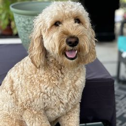 Teddy - Goldendoodle