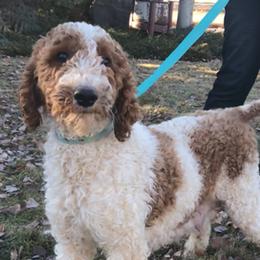 Surri - Poodle