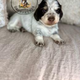 Purple Collar - Piebald female Dachshund puppy in Beaver, Pennsylvania from Meaden’s Mini Dachshunds