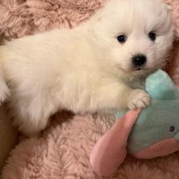 Purple - White female Japanese Spitz puppy in Madison, Alabama from Cinabell Japenese Spitz