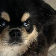 Tibetan Spaniels from Azamora Tibetan Spaniels