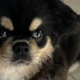 Tibetan Spaniels from Azamora Tibetan Spaniels