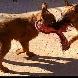 Belgian Laekenois Puppies from Cal Curly Coats Belgian Laekenois